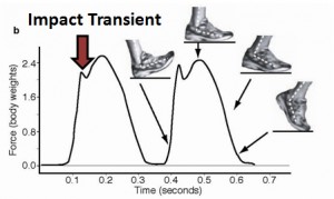 Fuerzas de impacto vertical para corredores que aterrizan de talón con zapatillas amortiguadas