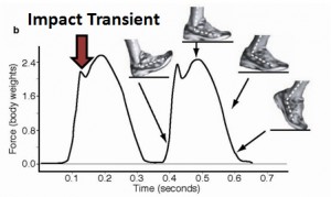 Fuerzas de impacto vertical para corredores que aterrizan de talón con zapatillas amortiguadas Fuerzas de impacto vertical para corredores que aterrizan de talón con zapatillas amortiguadas