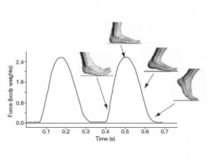 Fuerza de impacto vertical para corredores descalzos que aterrizan de antepie