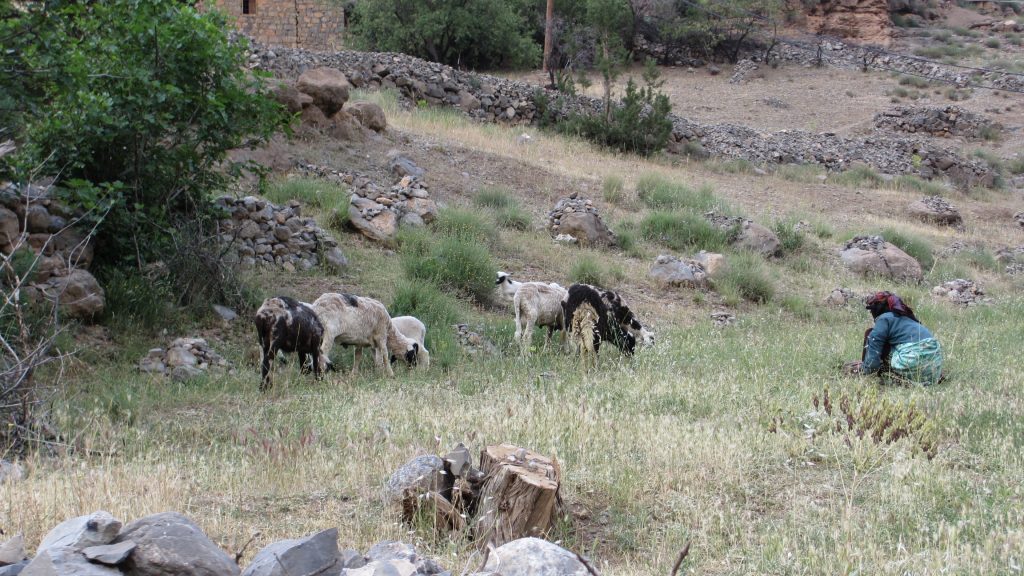 mujer cegando en Taghia