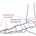 articulacion pie2