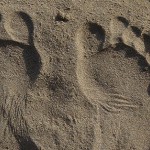 pies descalzos en arena sin zapatillas minamalistas