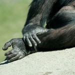 chimp-feet-
