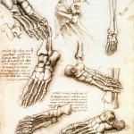 Foot anatomy by Leonardo da Vinci