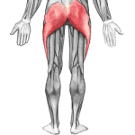 relación entre la lesion del tendón de Aquiles y el glúteo
