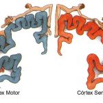 conexion cerebro motor