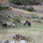 mujer cegando en Taghia